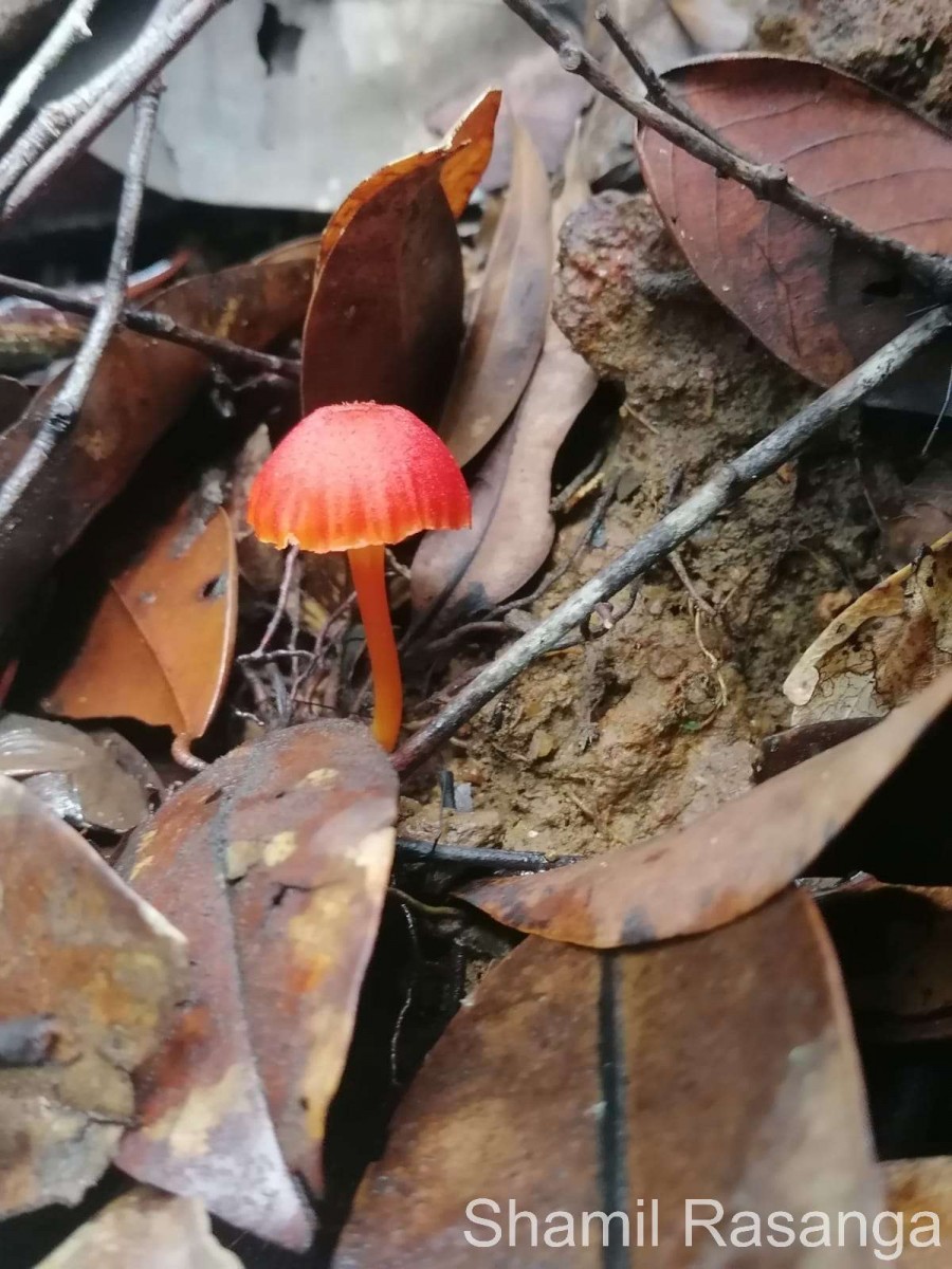 Hygrocybe
